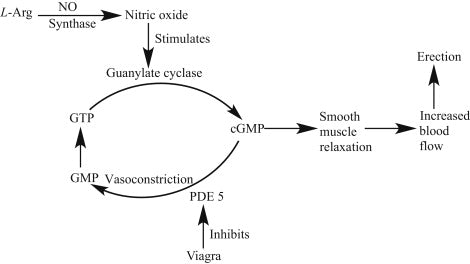 Migraine Attacks Independent of CGRP (cGMP-mediated migraine)